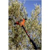 Bahco BCL52TP 36V 2.96m 2.25kg Taraklı Çırpıcı Akülü Zeytin Hasat Makinesi