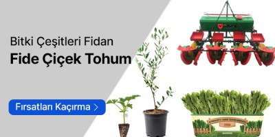 Bitki Çeşitleri-Fidan-Fide-Çiçek-Tohum