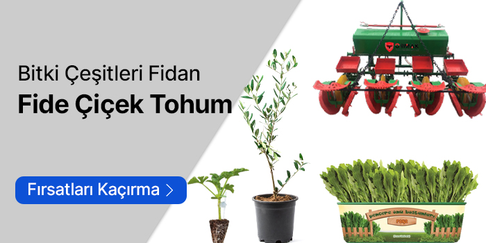 Bitki Çeşitleri-Fidan-Fide-Çiçek-Tohum
