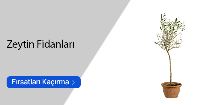 Zeytin Fidanları